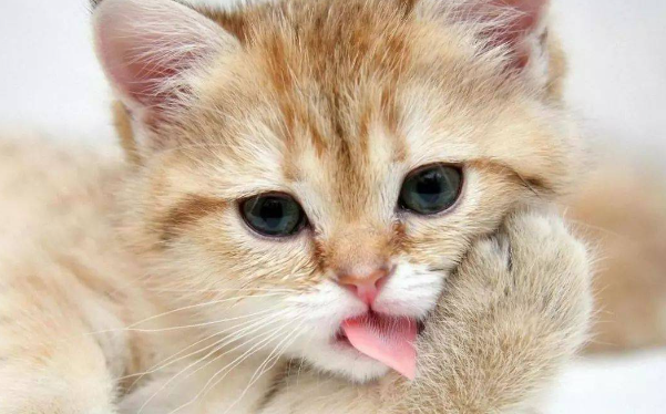 猫咪为什么会吃人奶水呢