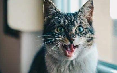 猫咪突然变得很凶,一直叫是什么原因导致的? 猫咪突然变得很凶,一直叫是什么原因导致的?