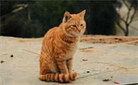 猫舍买到病猫怎么办