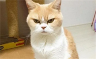 猫咪生气会打主人吗？这是为什么啊？