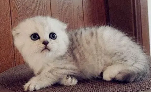 折耳猫什么颜色最贵 折耳猫什么颜色最贵