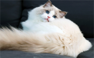 山猫布偶猫价格多少钱一只