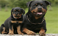 合适家庭喂养的3种护卫犬,有了你喜爱的吗?