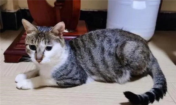 母猫什么时候会断奶没奶