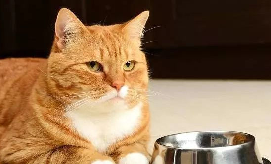 处于成长期的小猫咪体重不增加，应该怀疑这3方面