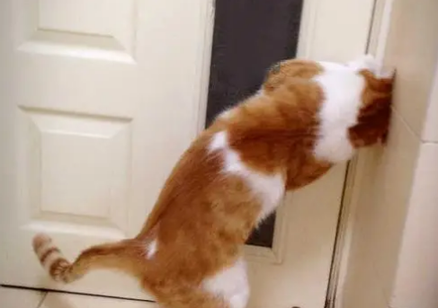 猫咪为什么疯狂扒门