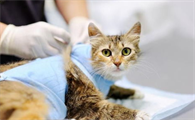 解析猫咪贫血的原因,一种不被主人注意到的严重疾病!