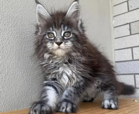 缅因猫为什么不让抱