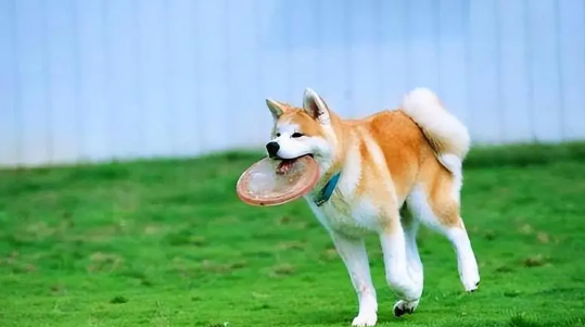 秋田犬一胎能怀几个小狗狗?小狗繁殖! 秋田犬一胎能怀几个小狗狗?小狗繁殖!