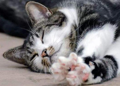 猫咪应激反应第二天死了