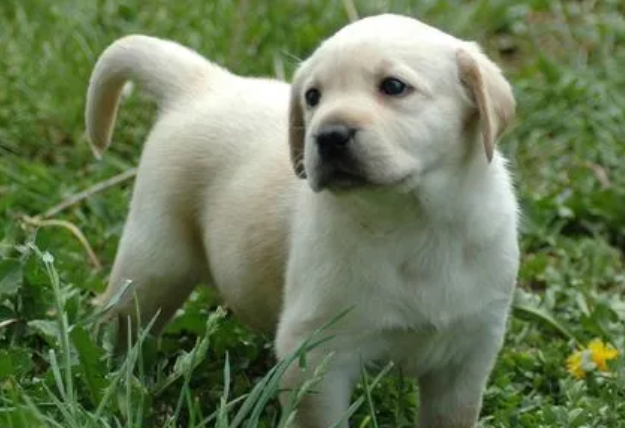 多大的狗狗算幼犬