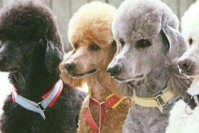 巨贵缺钙的表现,巨贵犬必须补钙的主要表现 巨贵缺钙的表现,巨贵犬必须补钙的主要表现