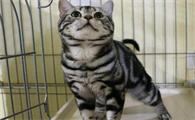 美短豹纹猫是什么品种