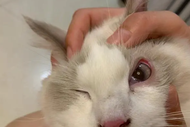 猫咪结膜炎的症状是什么?速来了解 猫咪结膜炎的症状是什么?速来了解