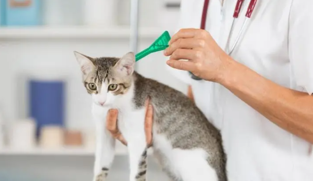 两只猫驱虫后要隔离多久啊 两只猫驱虫后要隔离多久啊