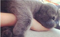 猫咪吐毛球的原因及解决方法