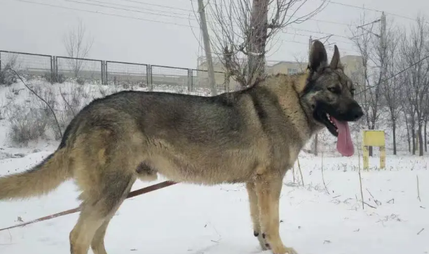 成年狼青犬一天喂几顿,每顿喂多少狗粮 成年狼青犬一天喂几顿,每顿喂多少狗粮