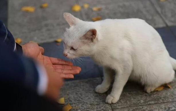 小猫走丢了怎么找回来 小猫走丢了怎么找回来