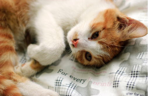 猫咪应激反应是什么样子的?出现了我们该怎么办? 猫咪应激反应是什么样子的?出现了我们该怎么办?
