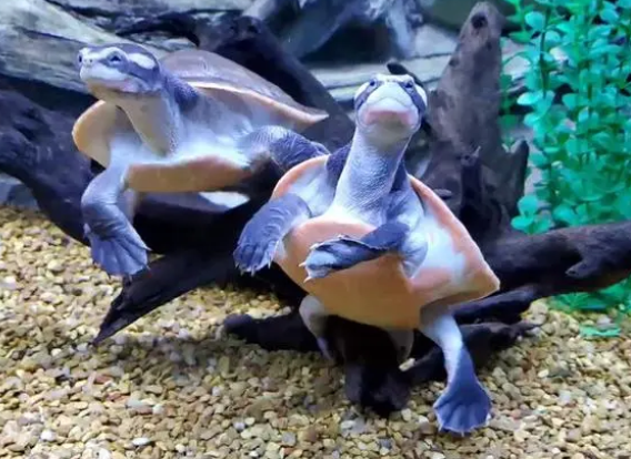 圆澳龟能长多大?今天我们来看看!