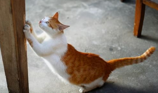 怎么用食物训练猫？