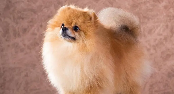 为什么说博美犬随时会死？
