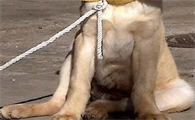 “犬髋关节发育不良症”如何治疗？宠主来get下吧