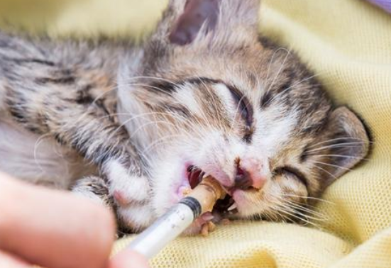 猫咪肠胃炎好转的迹象，主要就看这！