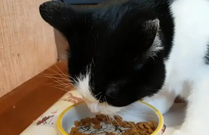 猫咪隔三差五的吐猫粮，原因是什么？