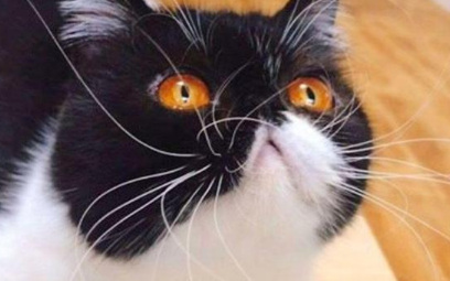 猫咪胡须剪了为什么不会长 猫咪胡须剪了为什么不会长