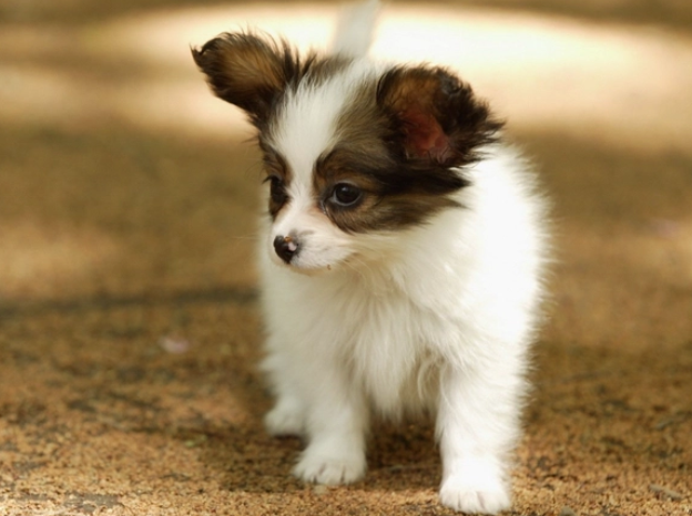 蝴蝶犬聪明到什么程度