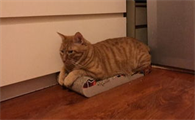 改变猫猫爱抓家具搞破坏的陋习