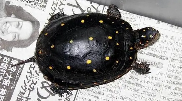 星点龟可以长多大？怎么饲养得好？