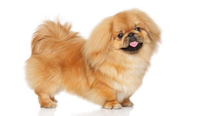 京巴犬的眼睛护理常识 京巴犬的眼睛护理常识