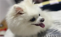 小狗脚丫冰冷正常吗