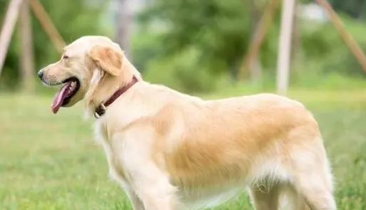 养犬应该注意什么东西呢