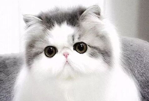 波斯猫起源及外貌特征是什么？来看看吧