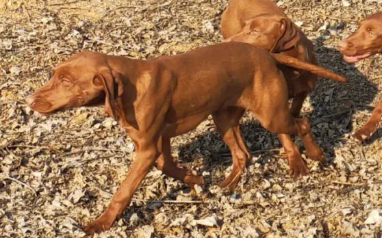 维兹拉犬哪里有售 维兹拉犬哪里有售