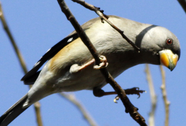 东北蜡嘴鸟多少钱一只