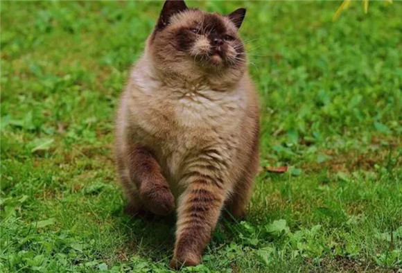 猫传腹感染多久会发病