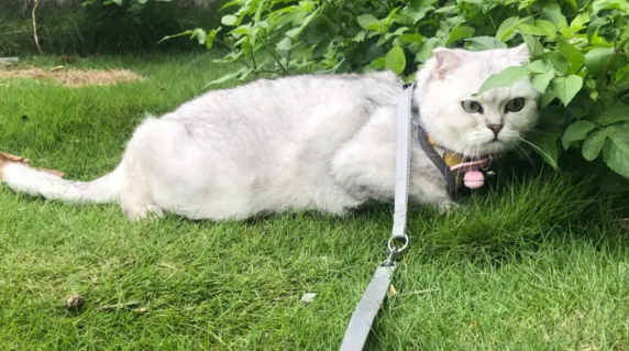 如何训练猫咪与主人一起出去散步,养猫必看! 如何训练猫咪与主人一起出去散步,养猫必看!