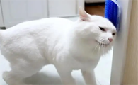 猫咪为什么老爱蹭东西怎么回事
