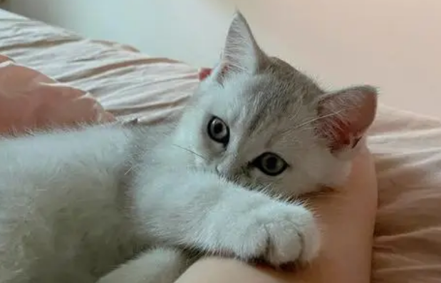 猫咪可以陪你睡觉吗为什么呢