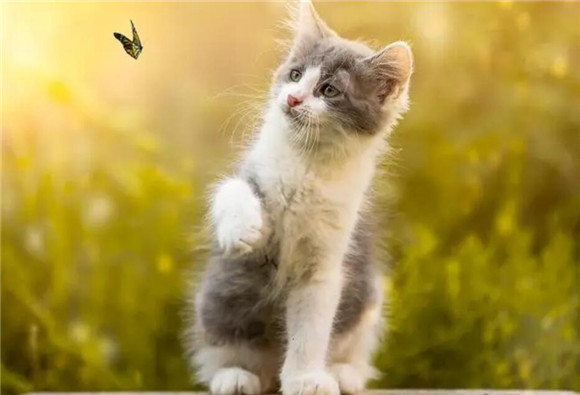 猫的外形特点描写