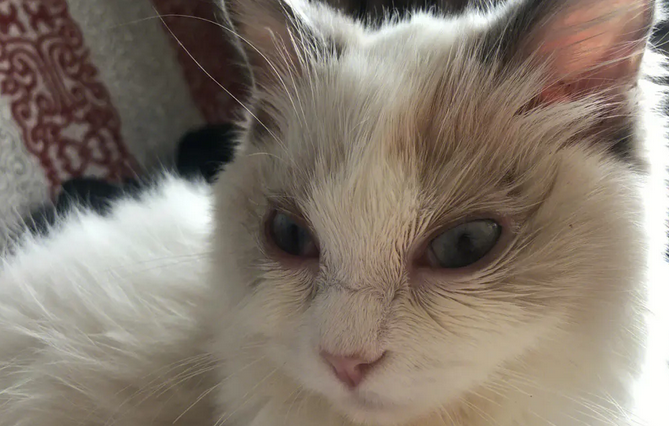 猫咪结膜炎的症状是什么?速来了解 猫咪结膜炎的症状是什么?速来了解