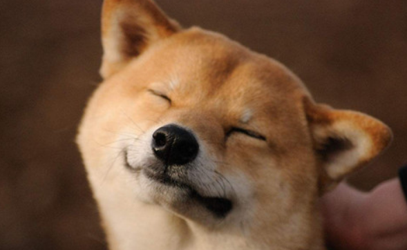 柴犬一直咳嗽,咳嗽是柴犬感冒病症吗 柴犬一直咳嗽,咳嗽是柴犬感冒病症吗