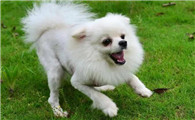 博美犬如何训练听话