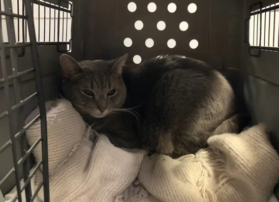 宠物猫办理托运多少钱 宠物猫办理托运多少钱
