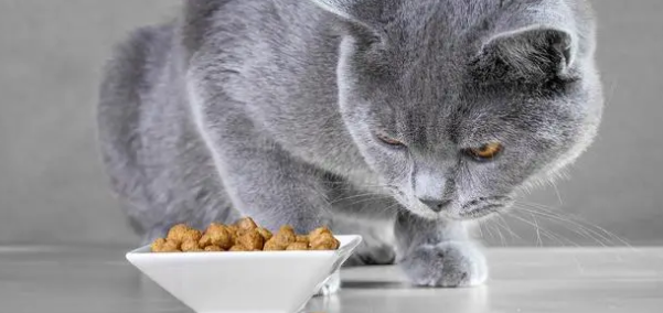猫吐食物是什么原因