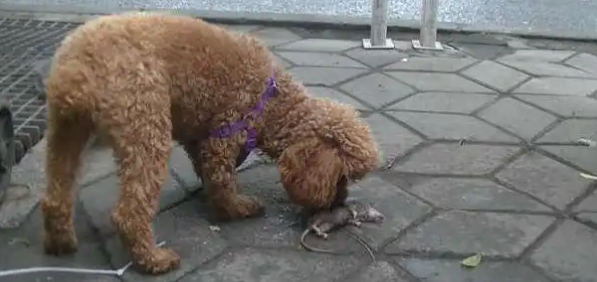 泰迪吃老鼠会怎么样呢